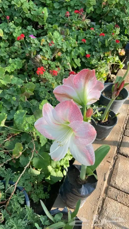 شتلات منتجه 4