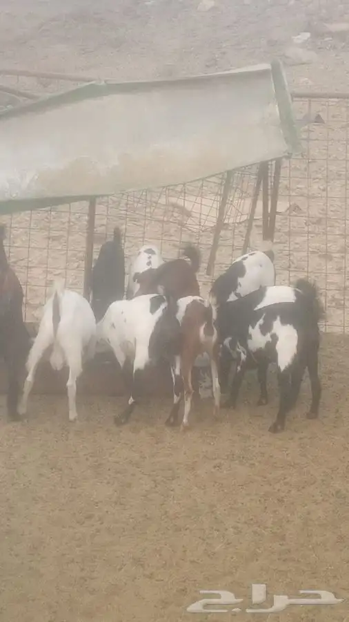 ذبايح ثلاجه وعزايم مع السلخ والتوصيل والطبخ 4