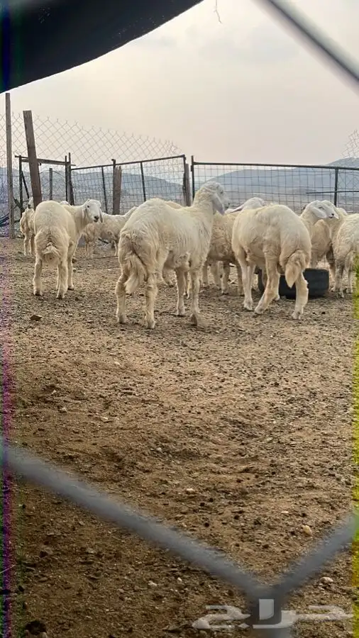 ذبايح ثلاجه وعزايم مع السلخ والتوصيل والطبخ 2