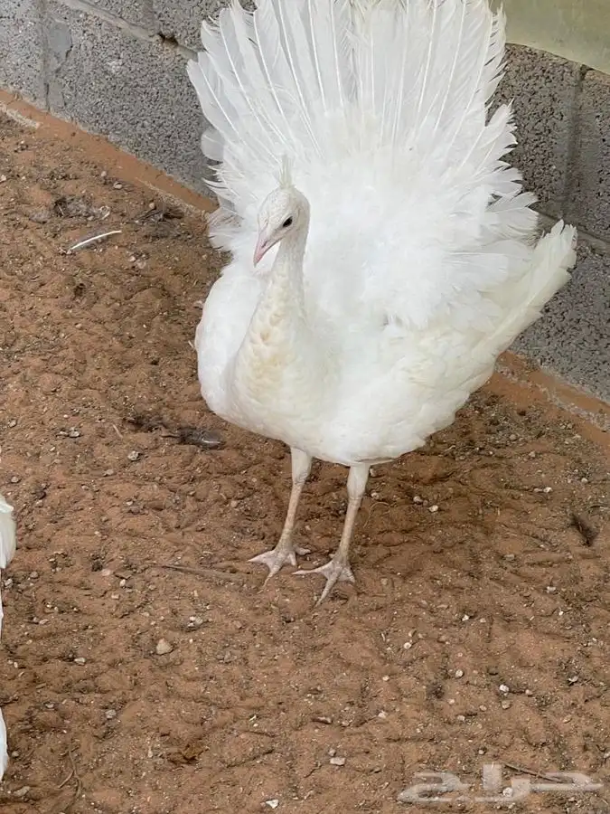 طاووس ابيض جوز للبيع 0
