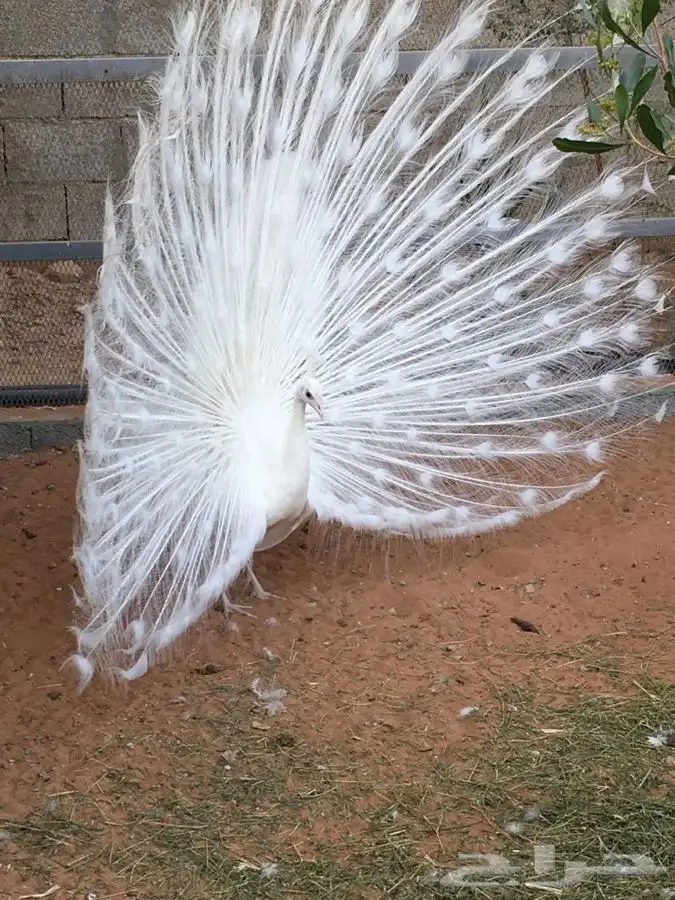 طاووس ابيض جوز للبيع 1