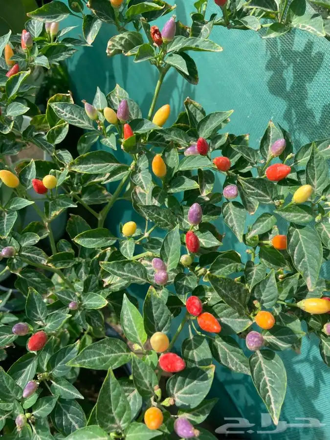 شتلات منتجه 2