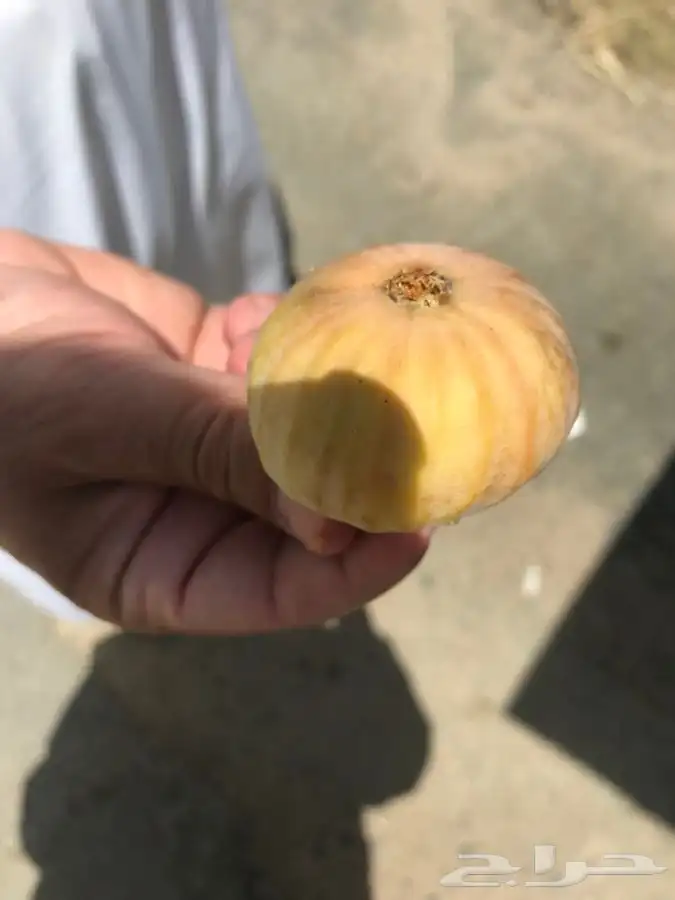 شتلات منتجه 13