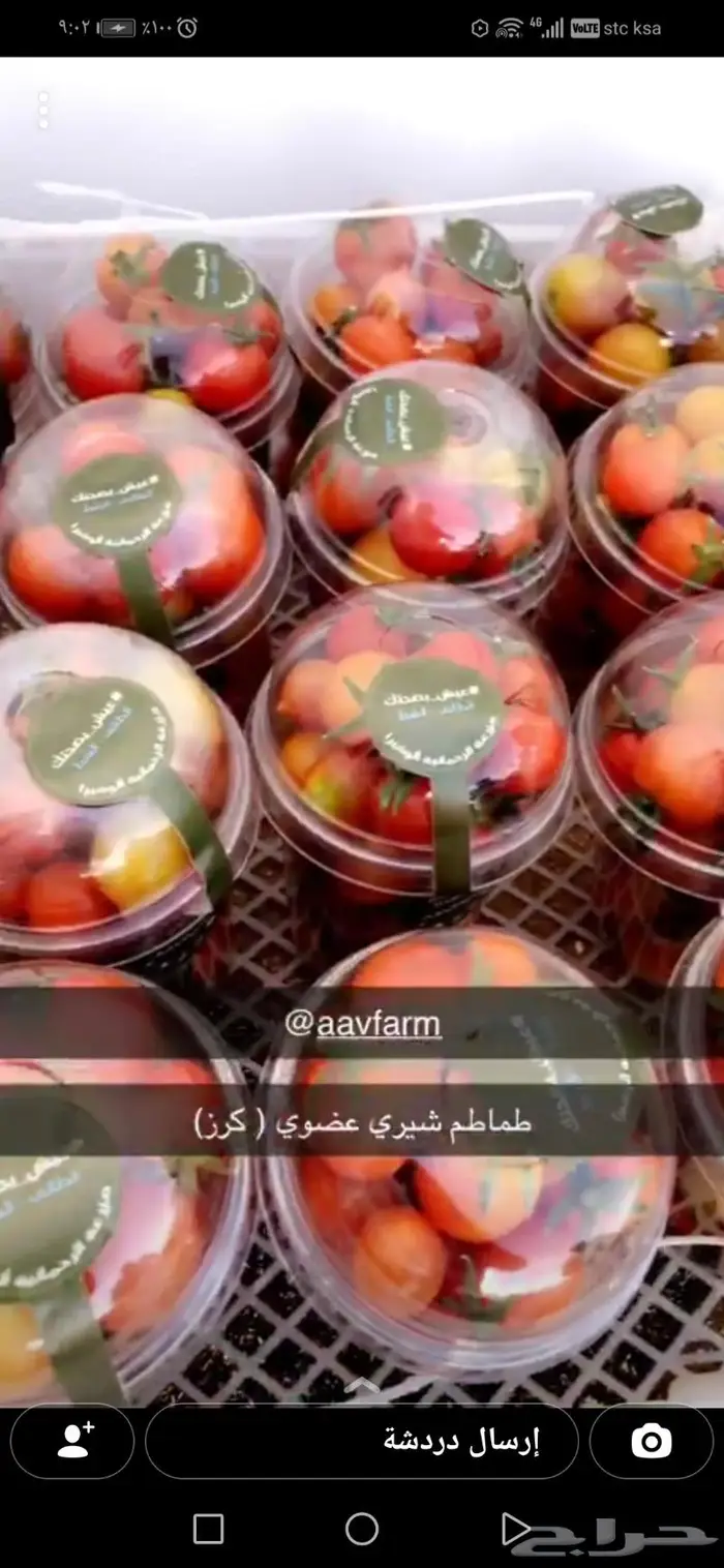 طماطم عضوي طماطم شيري عضوية-للمنازل والمحلات 3