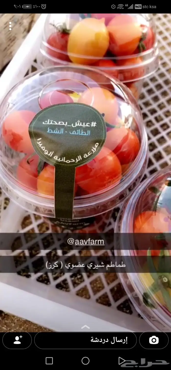 طماطم عضوي طماطم شيري عضوية-للمنازل والمحلات 4