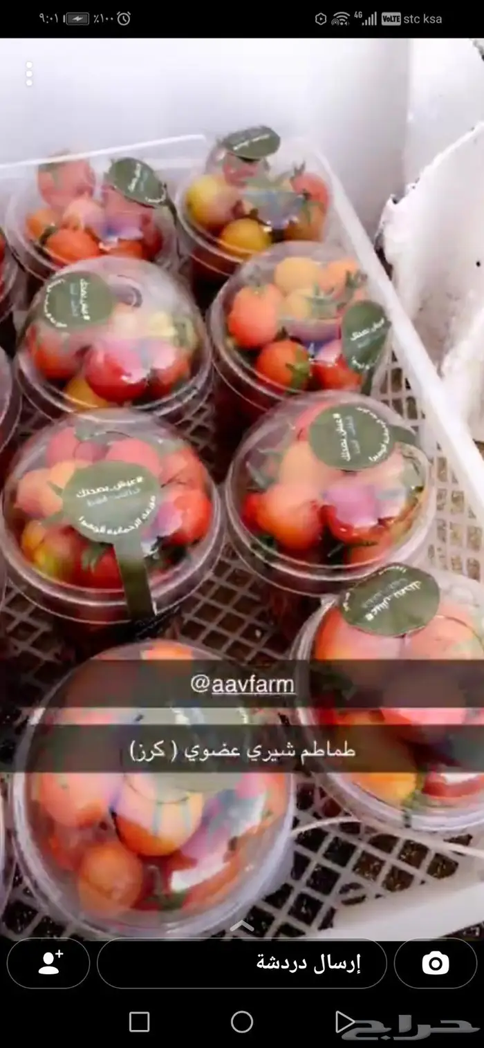طماطم عضوي طماطم شيري عضوية-للمنازل والمحلات 5