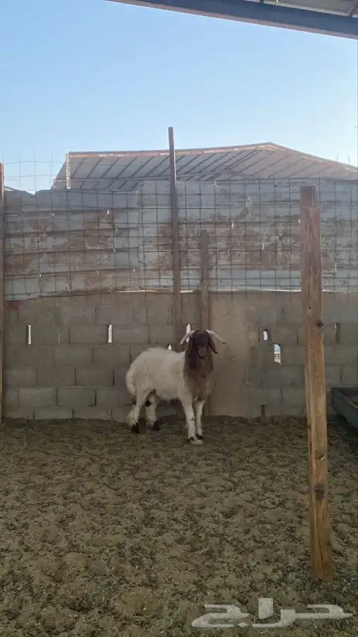 خروف نعيمي 2