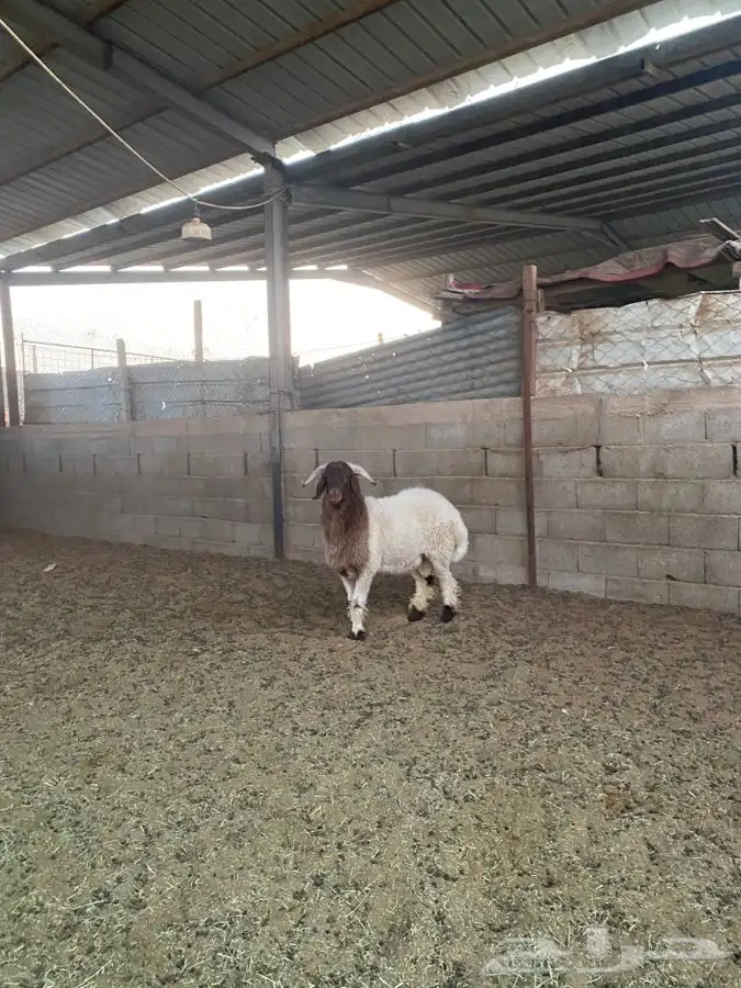 خروف نعيمي 0