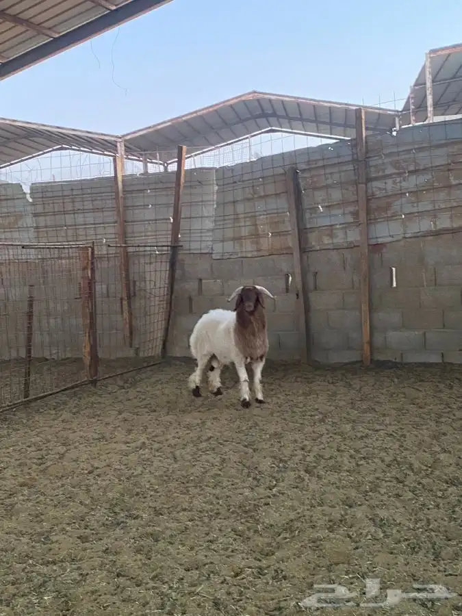 خروف نعيمي 3