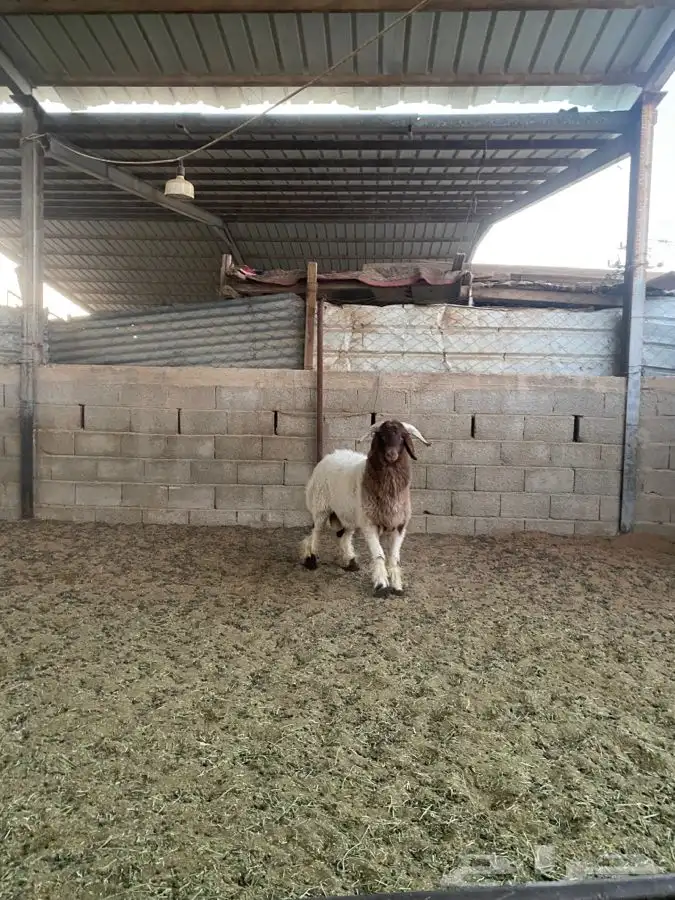 خروف نعيمي 1