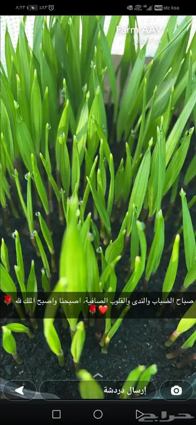 صواني وشتلات منوعة ومقاسات مختلفة 20