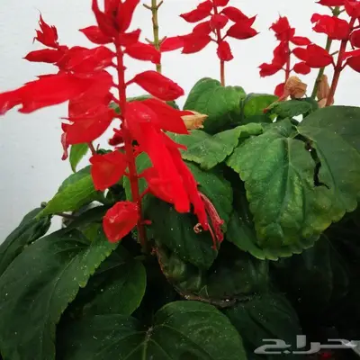 صواني وشتلات منوعة ومقاسات مختلفة 3
