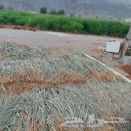 علف بونيكام ناشف واخضر للبيع 1