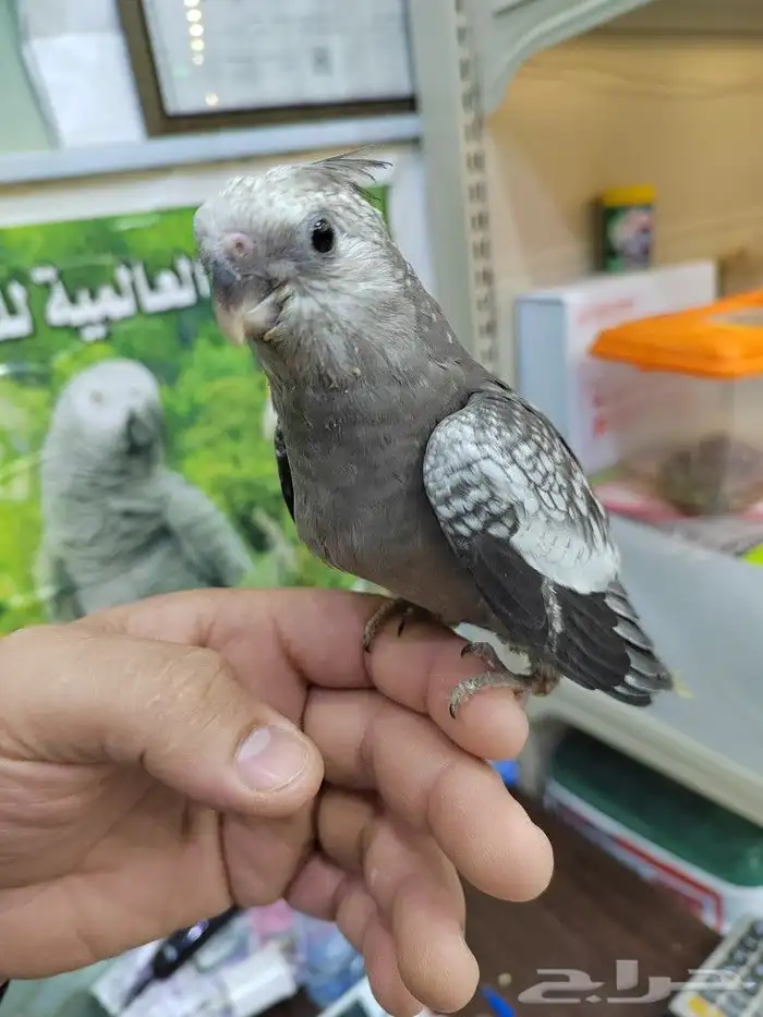 فروخ كروان البينو ولاتينو وهولندي 9