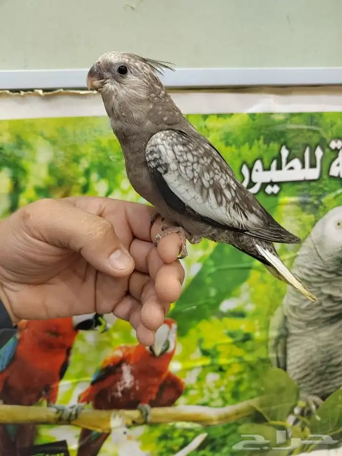 فروخ كروان البينو ولاتينو وهولندي 8