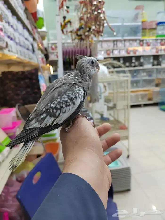 فروخ كروان البينو ولاتينو وهولندي 3