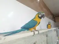 توصيل طيور وحيوانات أليفة 3