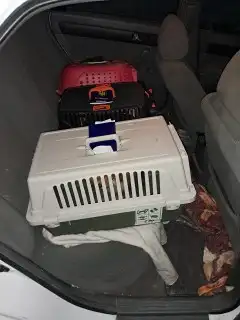 توصيل طيور وحيوانات أليفة 2