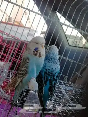 توصيل طيور وحيوانات أليفة 10