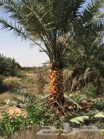 نخل للبيع مثمر ونخل واشنطني (زينه) 9