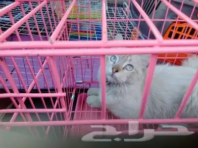 توصيل طيور وحيوانات أليفة 0