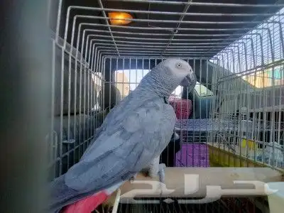 توصيل طيور وحيوانات أليفة 9