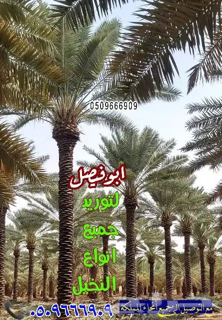 نخل للبيع مثمر ونخل واشنطني (زينه) 0