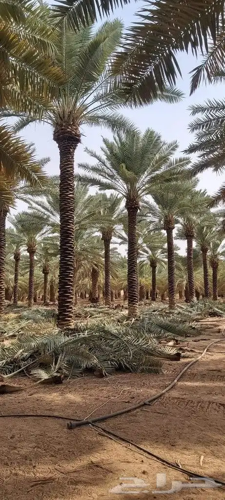 نخل للبيع مثمر ونخل واشنطني (زينه) 4