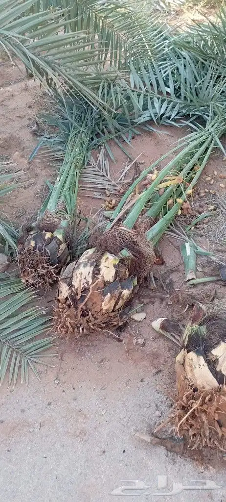 نخل للبيع مثمر ونخل واشنطني (زينه) 6