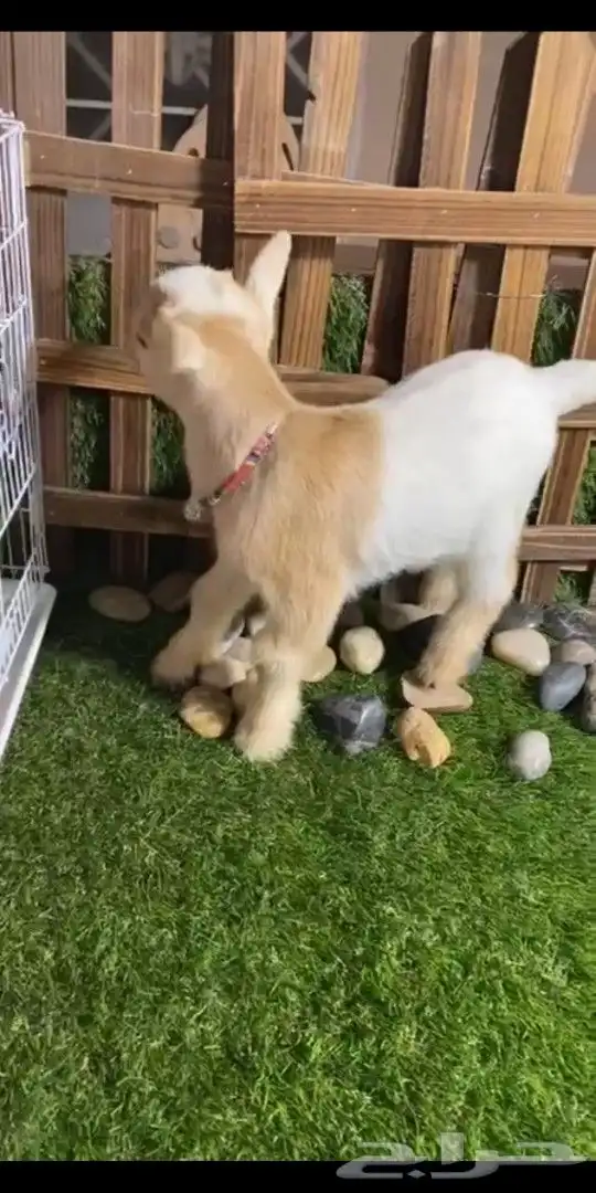 ماعز قزمي تشيكي انثي عناق جفره عمر اسبوع 2