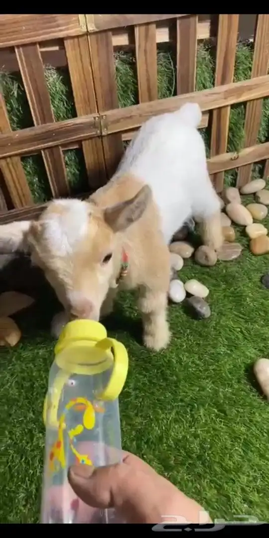 ماعز قزمي تشيكي انثي عناق جفره عمر اسبوع 1