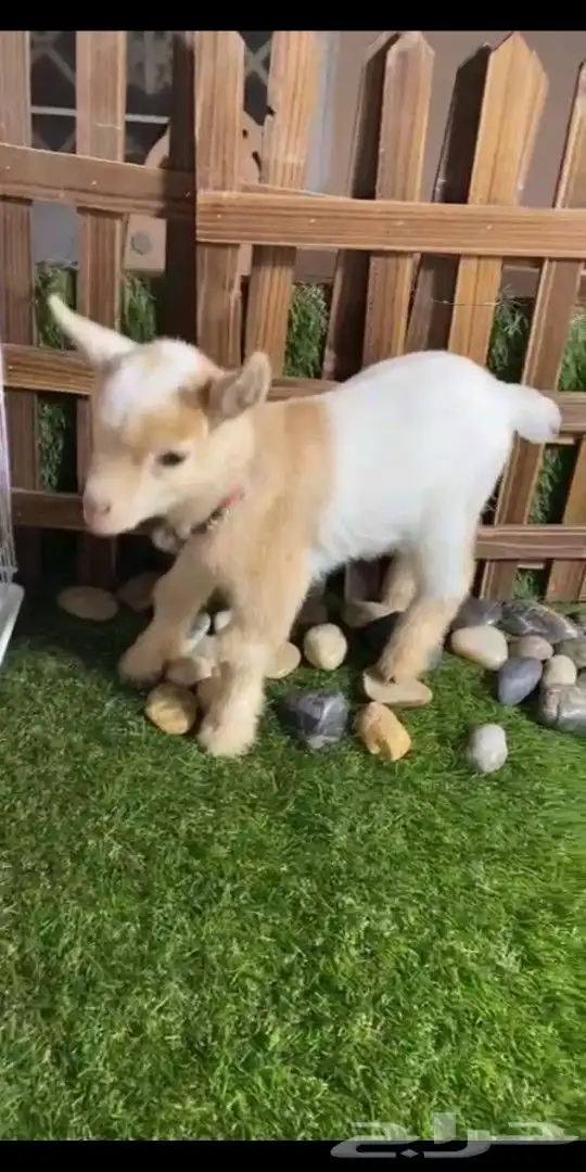 ماعز قزمي تشيكي انثي عناق جفره عمر اسبوع 0