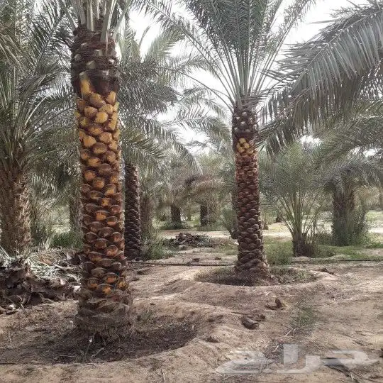 نخل للبيع مثمر ونخل واشنطني (زينه) 5