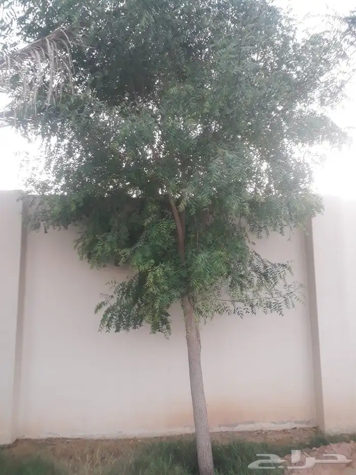 لتوريدجميع انوع انخيل وشجارزيتون سد0508928487 9