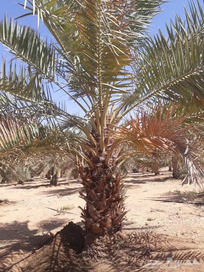 لتوريدجميع انوع انخيل وشجارزيتون سد0508928487 4