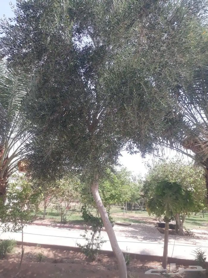 لتوريدجميع انوع انخيل وشجارزيتون سد0508928487 11