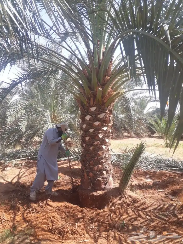 لتوريدجميع انوع انخيل وشجارزيتون سد0508928487 0