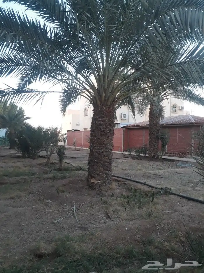 لتوريدجميع انوع انخيل وشجارزيتون سد0508928487 1