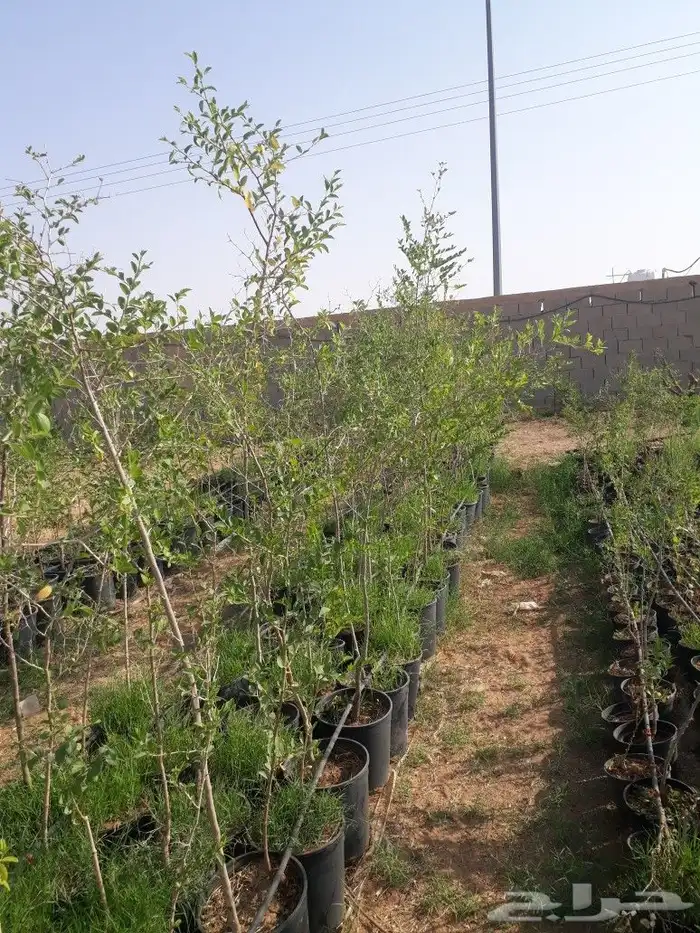 لتوريدجميع انوع انخيل وشجارزيتون سد0508928487 12