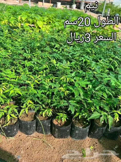 شتلات اكياس على 3 ريال 9