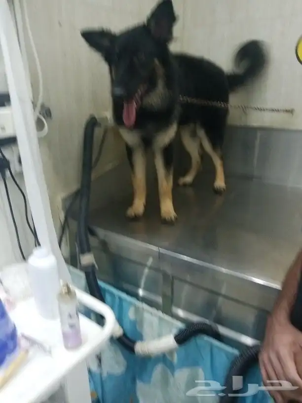 مندوب توصيل 0