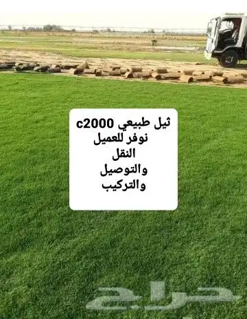 ثيل طبيعي توريد وتركيب 4