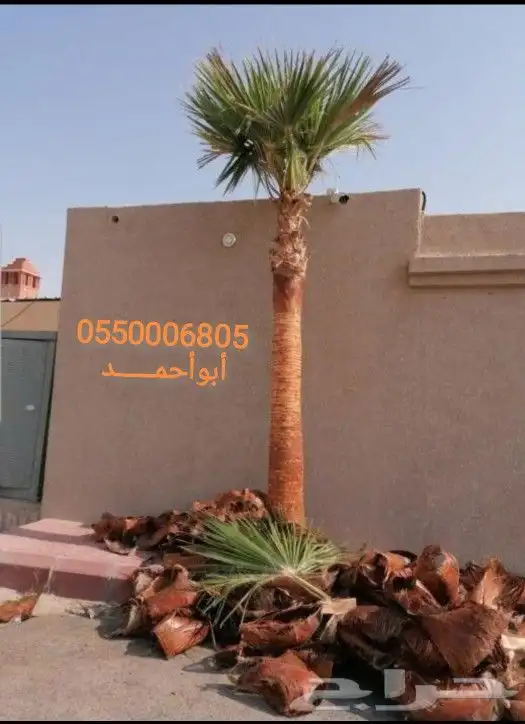 نخل امريكي واشنطونيا جميع المقاسات والكميات 10
