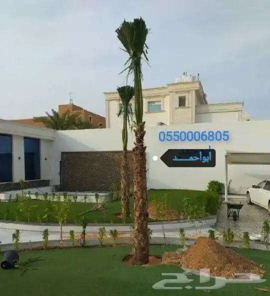 نخل امريكي واشنطونيا جميع المقاسات والكميات 15