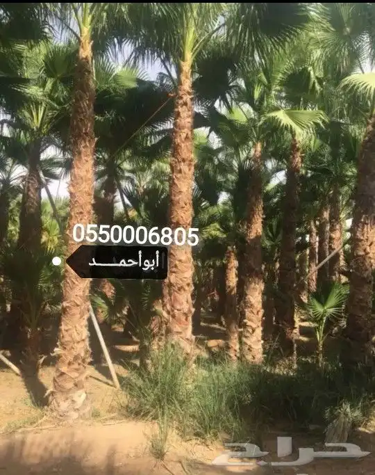 نخل امريكي واشنطونيا جميع المقاسات والكميات 5