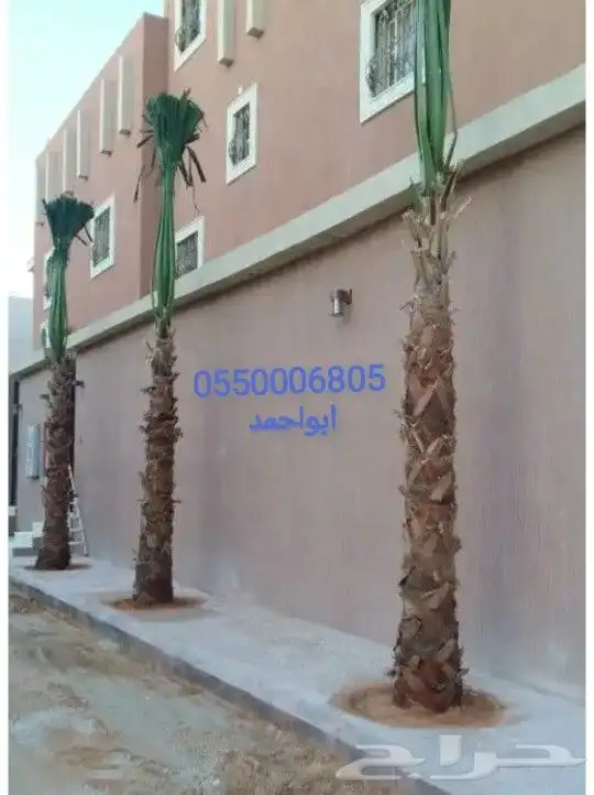 نخل امريكي واشنطونيا جميع المقاسات والكميات 16