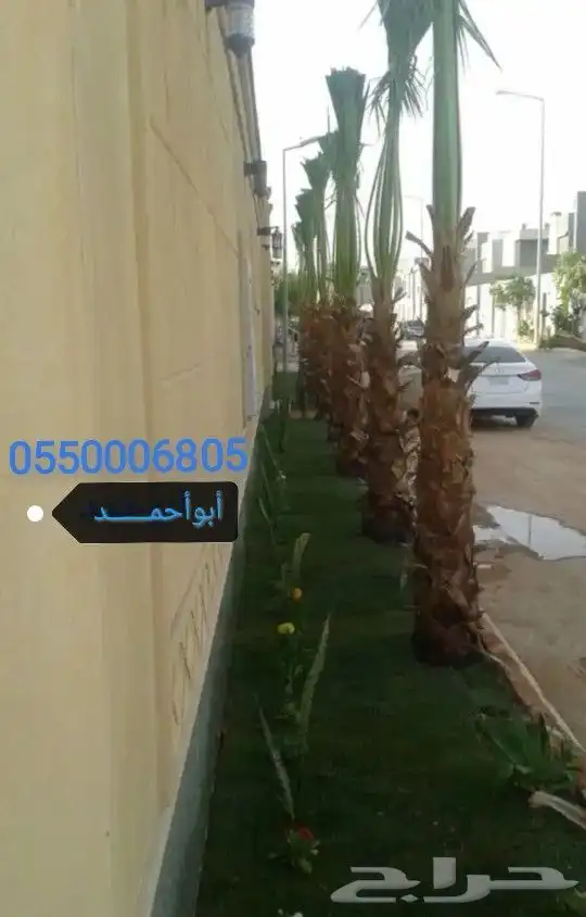 نخل امريكي واشنطونيا جميع المقاسات والكميات 9