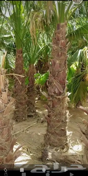 ممتخصصون في  النخيل وتوريد 4