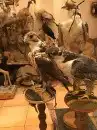 فورمالين تحنيط الحيوانات 1