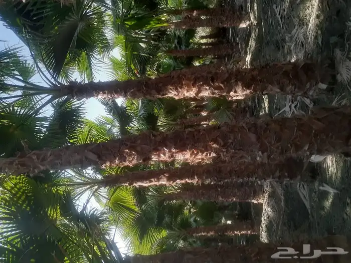 يوجد لدينا جميع انواع النخيل عربي وشنطني 6